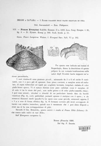 Phylloporia ribis image